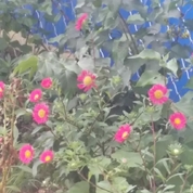 이건 무슨 꽃?