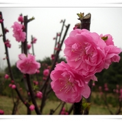 봄 1 - 꽃, 나무이파리