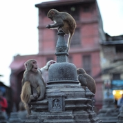 Nepal 여행