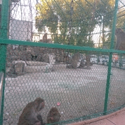 연길공원 원숭이