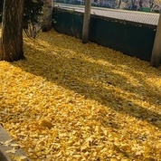 노란 은행나무잎 ~