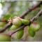 앵두나무 열매 접사